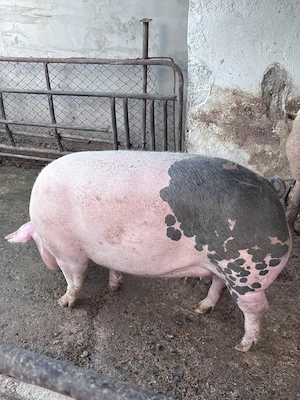 Vand PORC DE CASĂ - crescut natural! - imagine 4