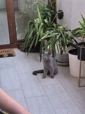 vand pui british Shorthair  - imagine 2