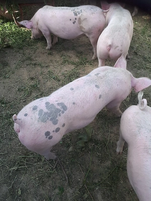 porci de carne pietran cu marele alb  - imagine 5