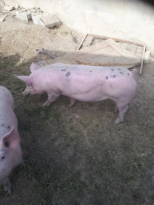 porci de carne pietran cu marele alb  - imagine 4