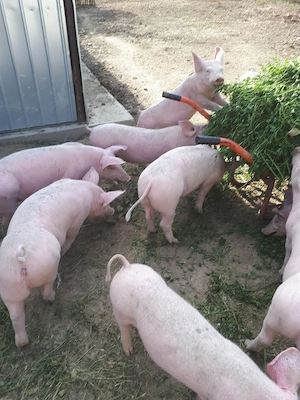 porci de carne pietran cu marele alb 