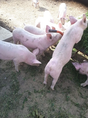 porci de carne pietran cu marele alb  - imagine 2