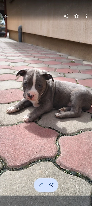 Căței Amstaff blue 