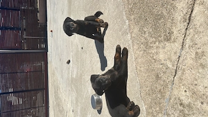 Rotweiler pui 