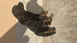 Rotweiler pui  - imagine 4