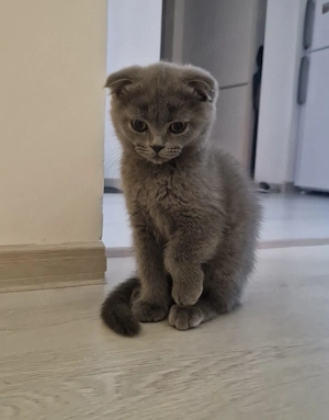 MOCHI  , pisicuță scotish 