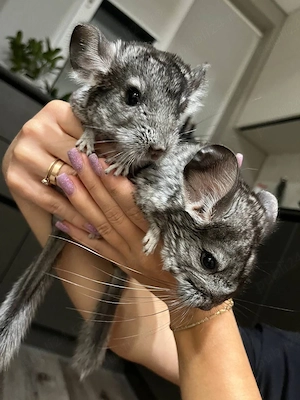 Chinchilla Mascul 4 luni - imagine 2