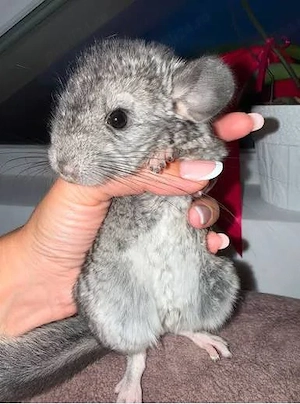 Chinchilla Mascul 4 luni - imagine 4