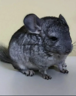 Chinchilla Mascul 4 luni - imagine 5