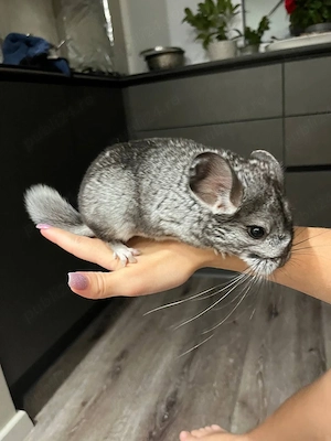 Chinchilla Mascul 4 luni - imagine 3