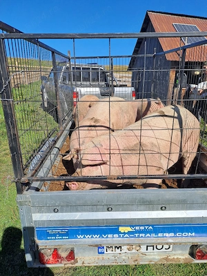 porci de vanzare
