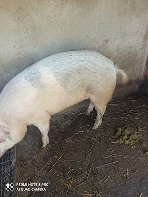 Vand porc Marele alb - imagine 2