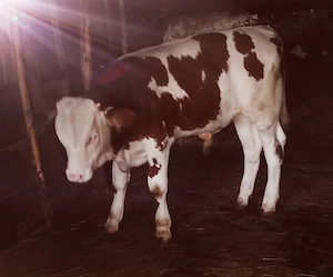 Vând vițel de 4 luni  - imagine 2