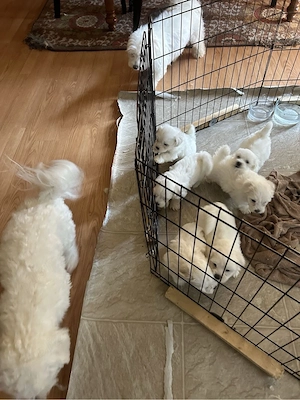 Bichon Maltese Mini Toy 