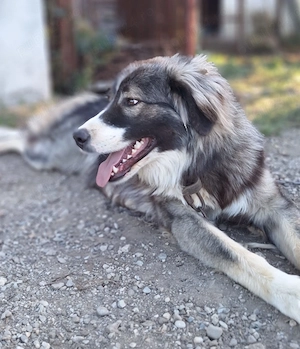 Mascul - Ciobănesc Românesc Carpatin