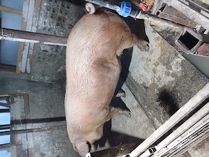 Scroafa duroc disponibila 12 lei kg - imagine 4