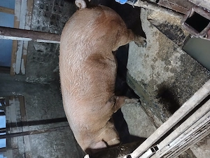 Scroafa duroc disponibila 12 lei kg - imagine 3