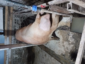 Scroafa duroc disponibila 12 lei kg