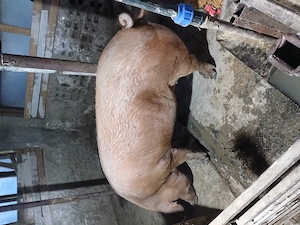 Scroafa duroc disponibila 12 lei kg - imagine 2