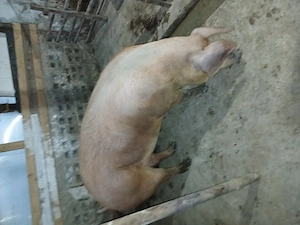 Scroafa duroc disponibila 12 lei kg - imagine 5
