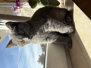 Fetiță British Shorthair Blue  - imagine 2