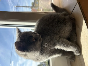 Fetiță British Shorthair Blue  - imagine 3