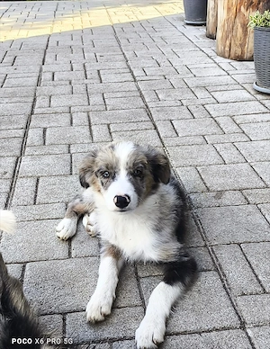 cățel border collie - imagine 5
