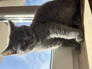 Fetiță British Shorthair Blue 