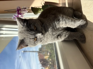 Fetiță British Shorthair Blue  - imagine 4