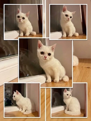 British Shorthair 