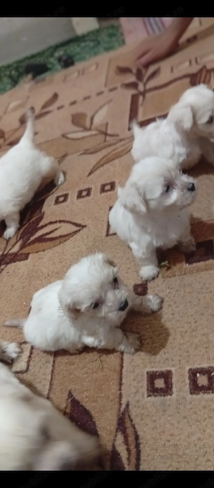    Pui Bichon 