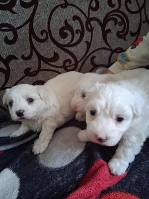 bichon maltez 