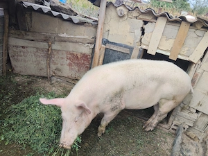 Vând Porc crescut la tara