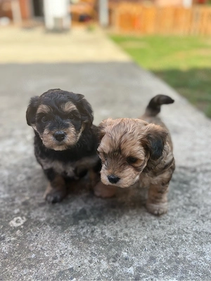 Catei Morkie (Yorkshire terrier x Bichon Maltese )