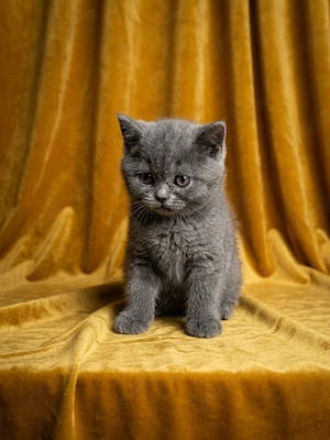British shorthair blue si  british shorthair white  - imagine 3