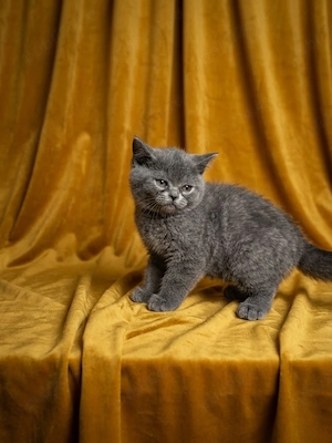 British shorthair blue si  british shorthair white  - imagine 2