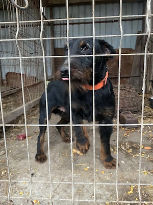 Vand jagdterrier 2ani