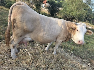 de vânzare vaca 