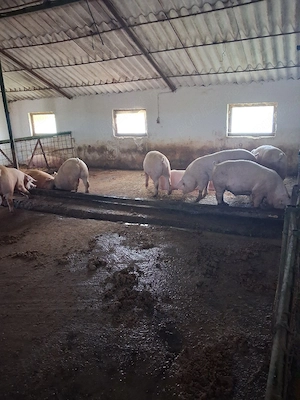 porci de vanzare - imagine 2