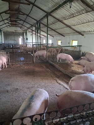 porci de vanzare