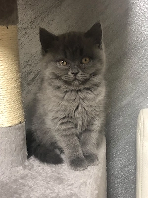 Pisică British shorthare  - imagine 5