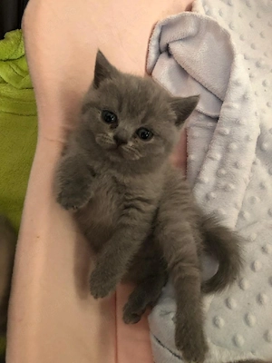 Pisică British shorthare  - imagine 3
