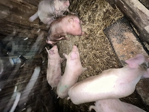 Porci de vânzare 