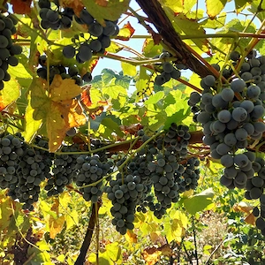 Struguri vin
