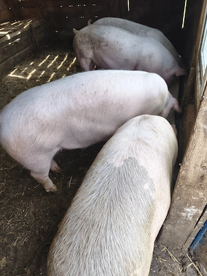 Vănd porci crescuți cu faina de porumb, grâu și lucerna, rasă petrean cu landrace mai multe deta Haț - imagine 2