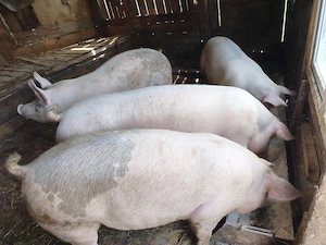 Vănd porci crescuți cu faina de porumb, grâu și lucerna, rasă petrean cu landrace mai multe deta Haț