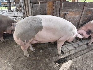Vănd porci crescuți cu faina de porumb, grâu și lucerna, rasă petrean cu landrace mai multe deta Haț - imagine 5