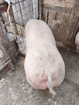 Vănd porci crescuți cu faina de porumb, grâu și lucerna, rasă petrean cu landrace mai multe deta Haț - imagine 4