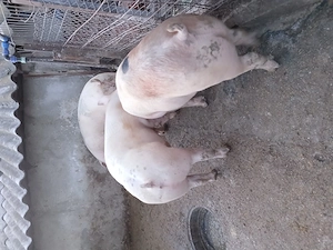 Porci crescuti in gospodarie proprie  - imagine 3