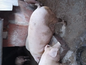 Porci crescuti in gospodarie proprie  - imagine 5